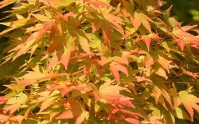 Top Plants for Autumn Colour in Small Gardens